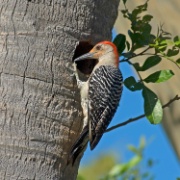 Red-bellied Woodpecker